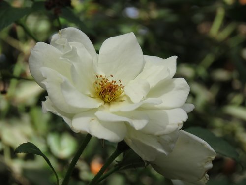 rose  white  flower