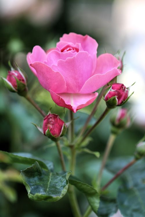 rose pink blossom