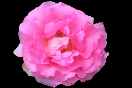 rose  pink  gulpembe