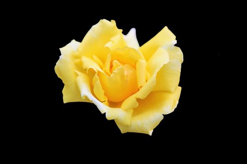 rose  sarıgül  yellow