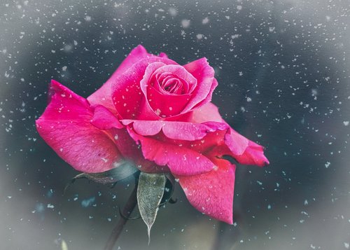 rose  romantic  snow