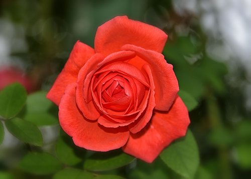 rose  noble  red