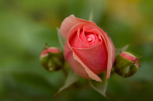 rose  bud  buds