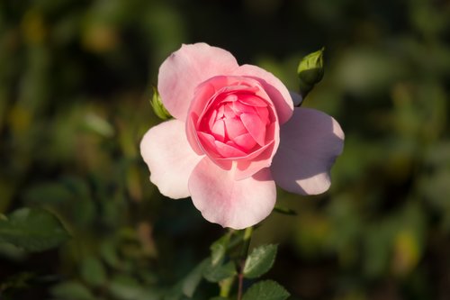 rose  bud  romantic