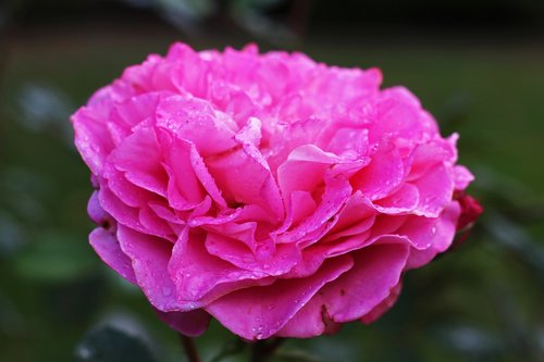 rose  pink  scented rose
