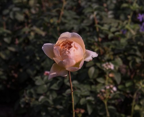 rose  pink  flower