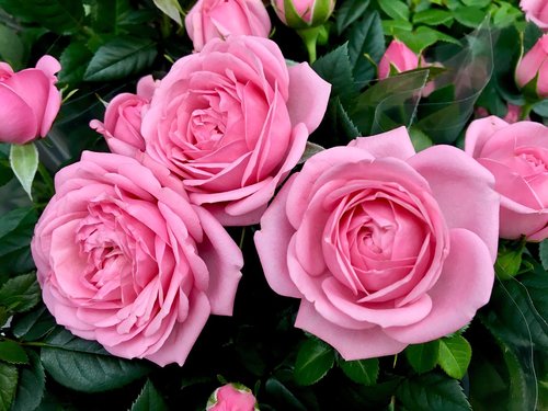 rose  pink  blossom