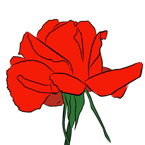 rose  red rose  mawar
