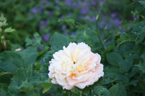 rose garden flower