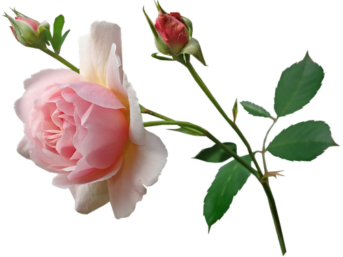 rose  pink  stem