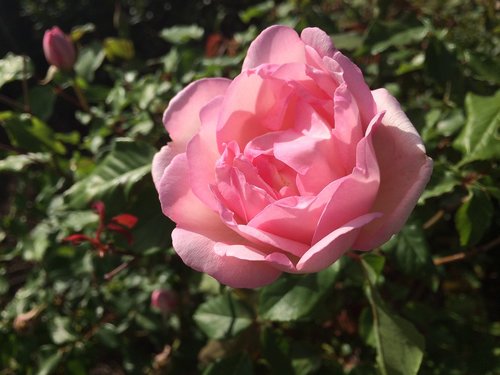 rose  pink rose  flower