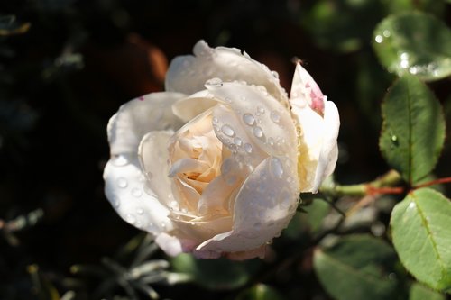 rose  dewdrop  nature
