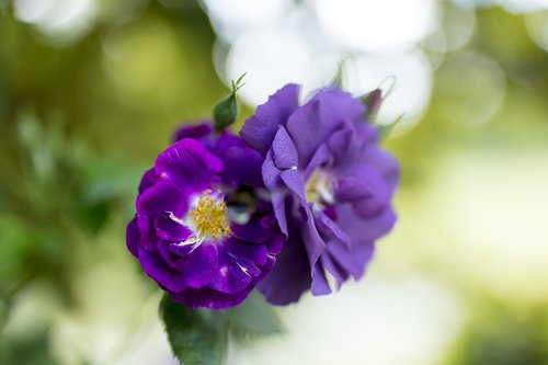 rose  purple  flower