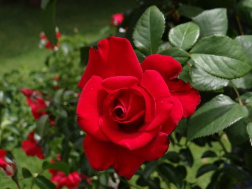 rose rose bloom red
