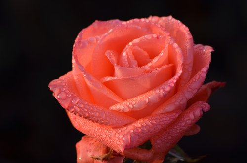 rose  rosa  flower