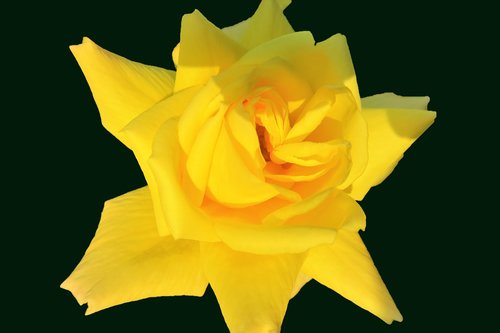 rose  sarıgül  yellow