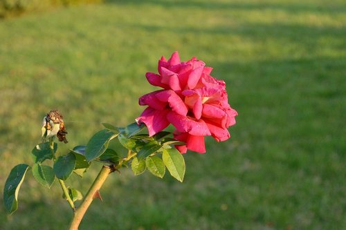 rose  flower  garden