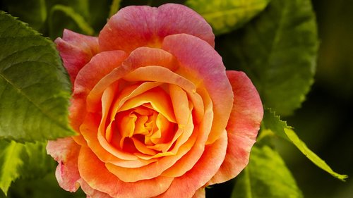 rose  orange  bright