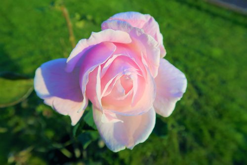 rose  nature  pink
