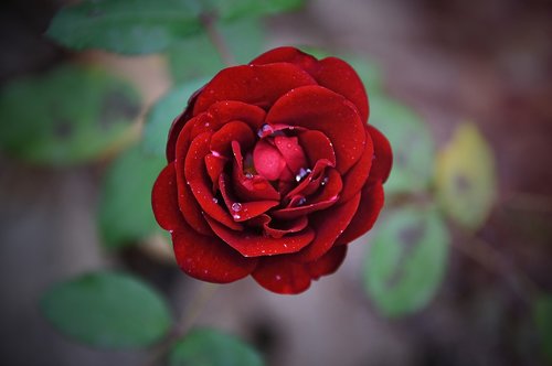 rose  red rose  red