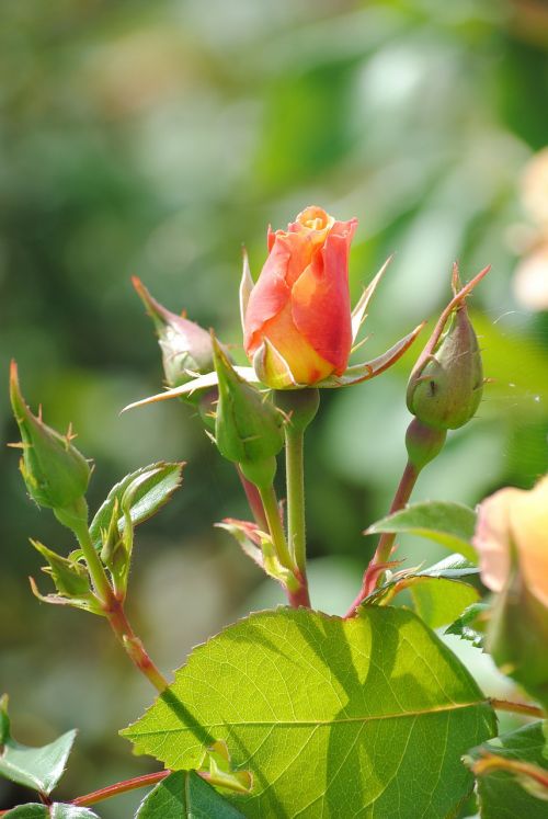 rose button blossom