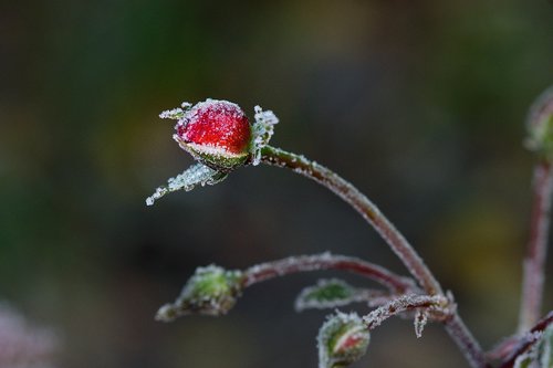 rose  flower  frost