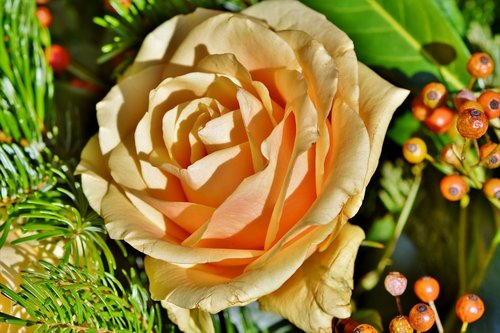 rose  rose bloom  floribunda