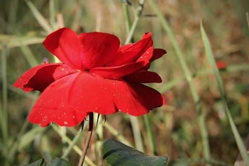 rose  red  blossom