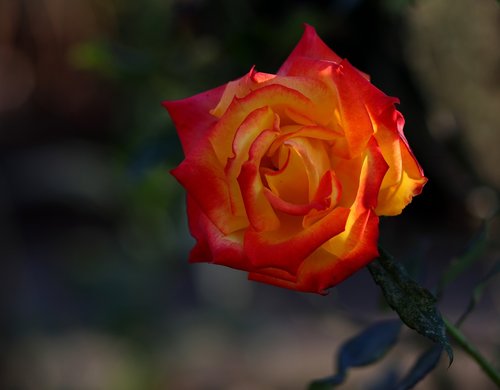 rose  yellow  red