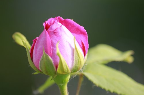 rose  bud  pink