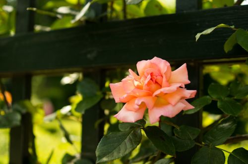 rose pink flower