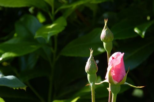 rose bud blossom