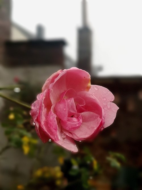 rose  raindrop  leverkusen