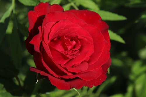 rose  red  flower