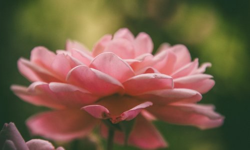 rose  flower  petals