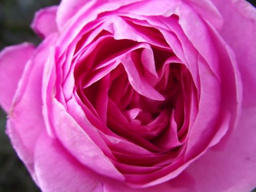 rose pink flower