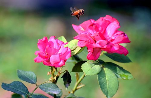 rose  flowers  insect