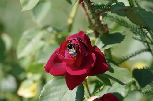 rose  hummel  garden