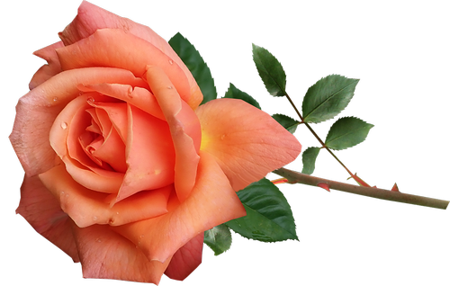 rose  orange  fragrant