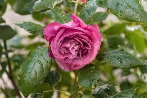 rose  flower  bloom