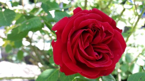 rose  flower  red