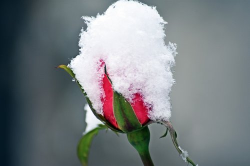 rose  snow  winter