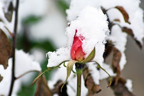 rose  snow  winter