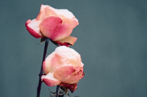 rose  rose petals  snow
