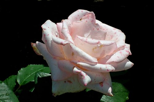 rose  flower  romantic