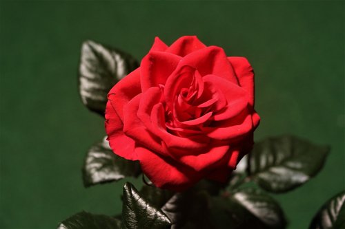 rose  red  flower