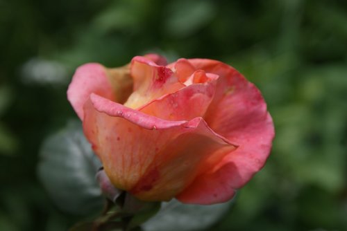 rose  garden  nature