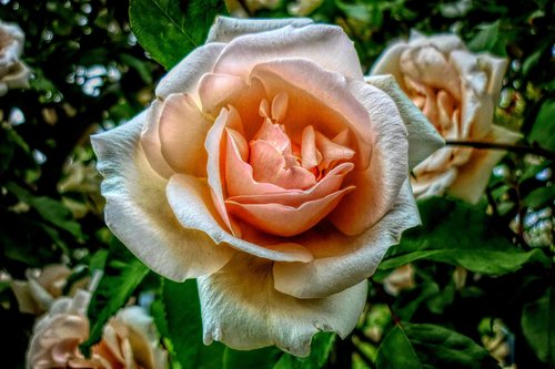 rose  flower  nature