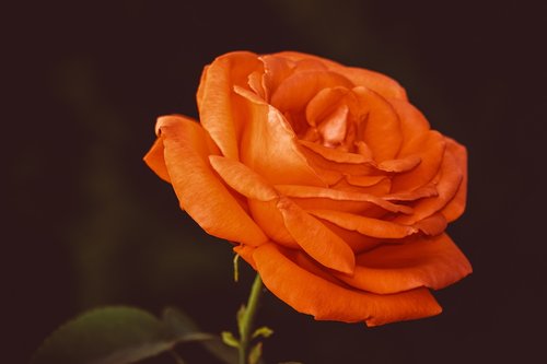 rose  flower  floribunda