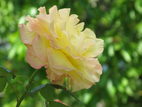 rose flower yellow